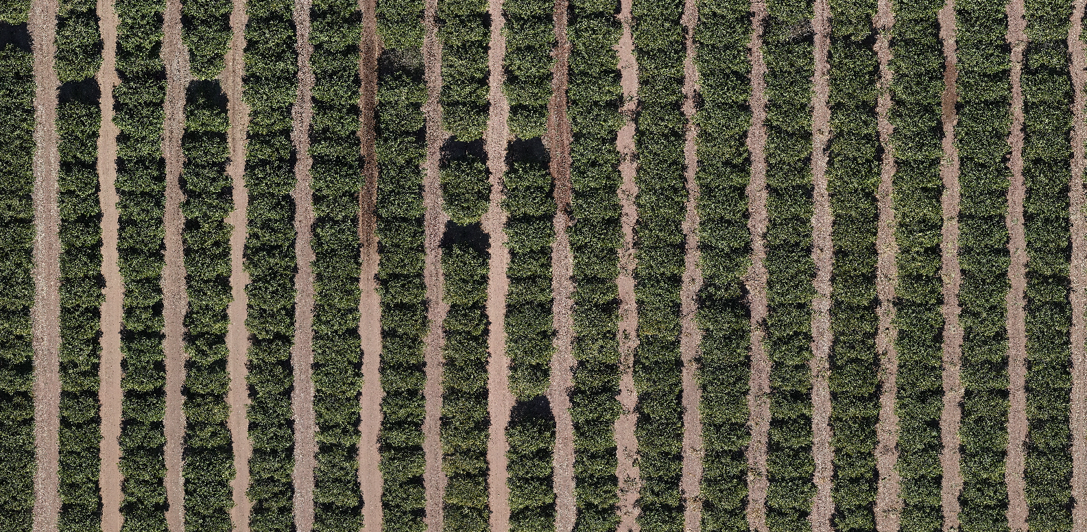 Ortomosaico | Conteo de Árboles con Drones | Geospectral